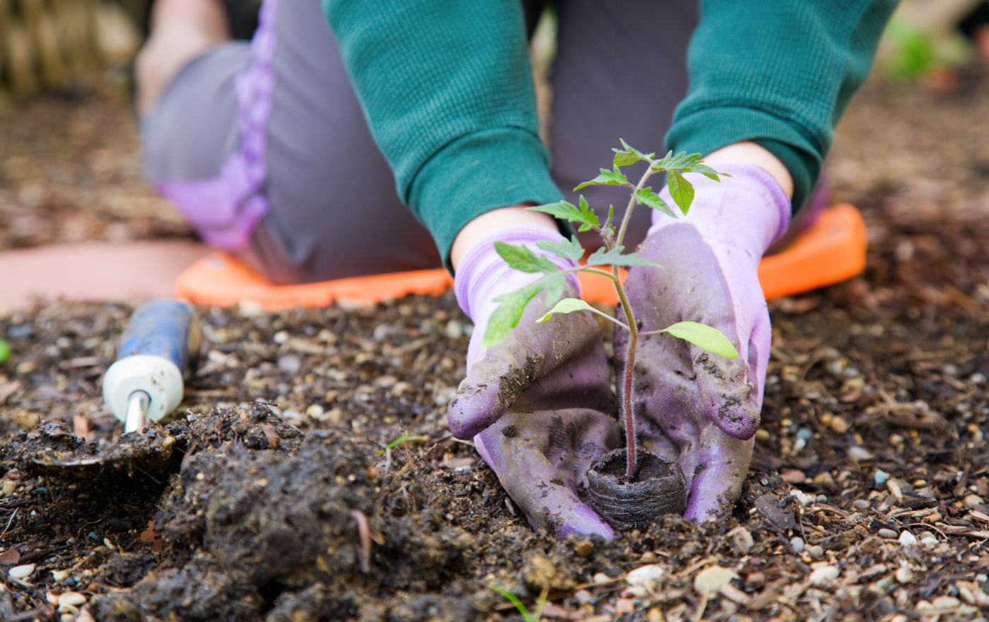 Hands working in a garden