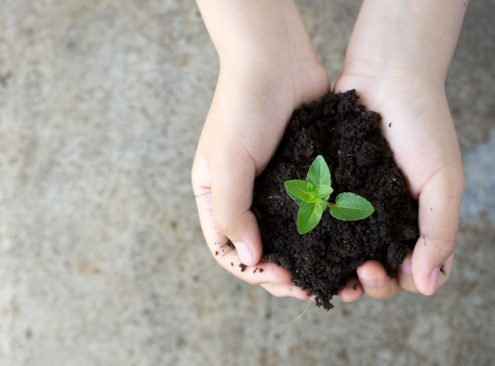 Holding a small plant